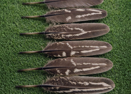 Lot de 100 Plumes naturelles de faisan à collier mâle – Récrémences fines 5-9 cm – Matériel DIY professionnel pour accessoires de scène, costumes, créations ornithologiques et autres usages
