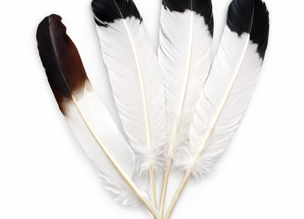 Lot de 10 Plumes Naturelles de Dinde – Noir et Blanc – 25-30 cm – Matériel Haut de Gamme pour Artisanat, Décoration Mariage, DIY, Accessoires de Fête et Créations de Bijoux
