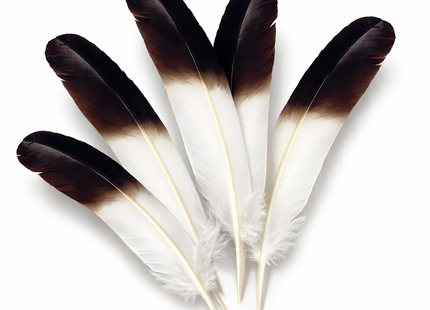 Lot de 10 Plumes Naturelles de Dinde – Noir et Blanc – 25-30 cm – Matériel Haut de Gamme pour Artisanat, Décoration Mariage, DIY, Accessoires de Fête et Créations de Bijoux