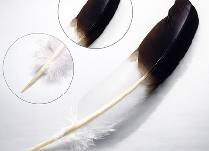 Lot de 10 Plumes Naturelles de Dinde – Noir et Blanc – 25-30 cm – Matériel Haut de Gamme pour Artisanat, Décoration Mariage, DIY, Accessoires de Fête et Créations de Bijoux