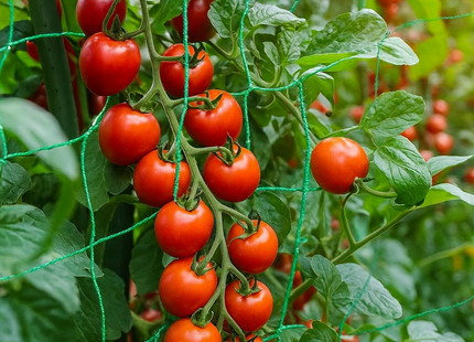 Treillis de Jardin Solide en Nylon – Filet de Support pour Plantes Grimpantes et Légumes – Mailles Carrées Résistantes