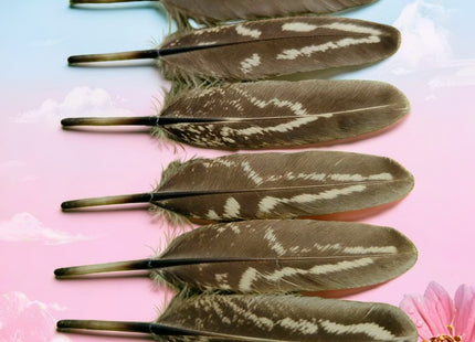 Lot de 100 Plumes naturelles de faisan à collier mâle – Récrémences fines 5-9 cm – Matériel DIY professionnel pour accessoires de scène, costumes, créations ornithologiques et autres usages