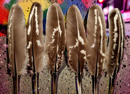 Lot de 100 Plumes naturelles de faisan à collier mâle – Récrémences fines 5-9 cm – Matériel DIY professionnel pour accessoires de scène, costumes, créations ornithologiques et autres usages