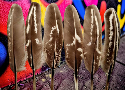 Lot de 100 Plumes naturelles de faisan à collier mâle – Récrémences fines 5-9 cm – Matériel DIY professionnel pour accessoires de scène, costumes, créations ornithologiques et autres usages