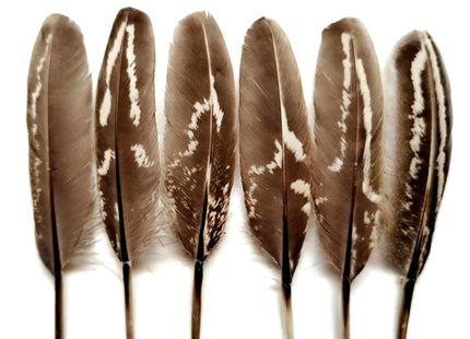 Lot de 100 Plumes naturelles de faisan à collier mâle – Récrémences fines 5-9 cm – Matériel DIY professionnel pour accessoires de scène, costumes, créations ornithologiques et autres usages